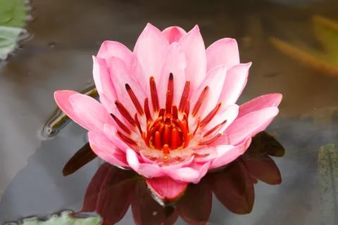Full bloom lotus Stock Photos