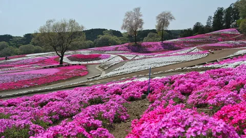 Full Bloom of Moss Phlox Video stock 327546134