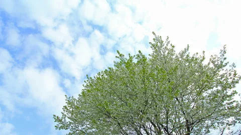 Full Bloom of Mountain Cherry Blossoms and Flowing Clouds Stock Footage 327541721