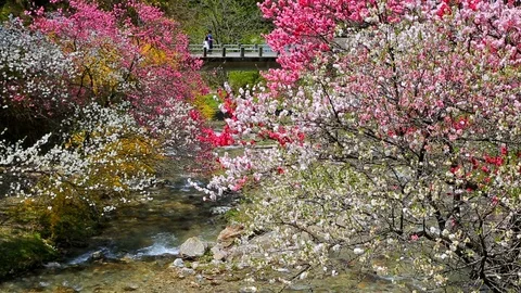 Full bloom of peach trees in the spring orchard. Stock Footage 89023951