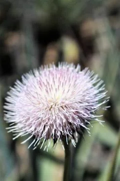 In Full Bloom Fotos Stock