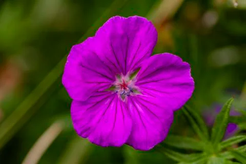 Full bloom Stock Photos