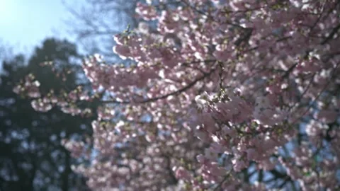 Full Bloom Pink Cherry Blossoms Swaying in the Breeze Against Tokyo’s Blue Sky 스톡 동영상 331920046