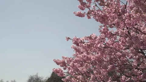 Full Bloom Pink Cherry Blossoms Swaying in the Breeze Against Tokyo’s Blue Sky 스톡 동영상 331920068