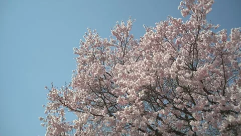Full Bloom Pink Cherry Blossoms Swaying in the Breeze Against Tokyo’s Blue Sky 스톡 동영상 331920099