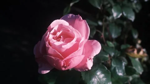 A full bloom pink rose is illuminated by sunlight against a dark background Stock Footage 341127432