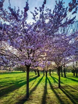 Full bloom pink sakura trees, cherry blossom in park on a sunny day. Stock Photos
