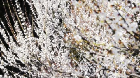 Full Bloom of the Plum Tree (Soft Effect) Stock Footage 332546003