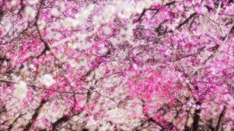 Full Bloom of the Plum Tree (Soft Effect) Stock Footage 332546095