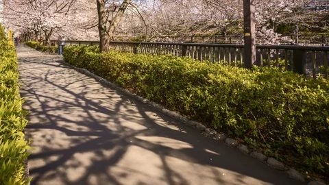 Full bloom sakura hanami or cherry blossom at Meguro River Park, Tokyo Stock Footage