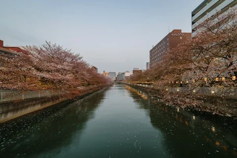 Full bloom sakura hanami or cherry blossoms at Meguro river, Tokyo, Japan. Stock Footage 99975175