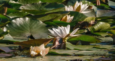 Full Bloom: Time-Lapse of a Water Lily Unfolding from Bud to Flower Video stock 277912241
