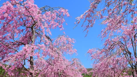 Full Bloom of Weeping Cherry Blossoms 動画素材 330663756