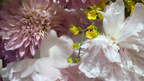 Full-Bloomed Light Pink and Yellow Flower Bouquet Close Up Vídeos de archivo 332561151