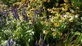 Full blooming flowers with insects in sunny botanic garden of Brunswick 4k 4k or 4k+ Resolution