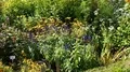 Full blooming flowers tilt sunny botanic garden of Brunswick - Braunschweig 4k 4k or 4k+ Resolution