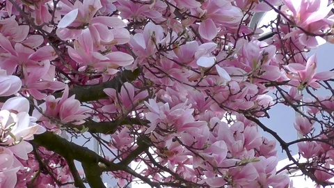 Full blooming magnolia tree close up Vídeos de archivo 106683836