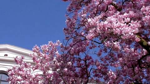 Full blooming magnolia tree Vídeos de archivo 106683837