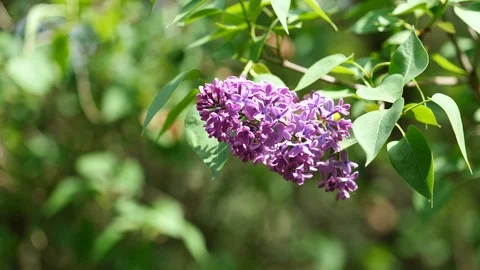 Full blossoming purple flower cluster of Lilac tree in mild wind, 4K resolution. Stock Footage 106948180
