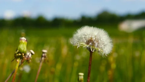Full blown dandelion at close range Stock Footage 108943160