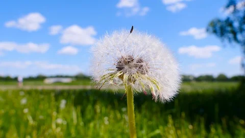 Full blown dandelion from a very close distance in bright sun Stock Footage 108943245