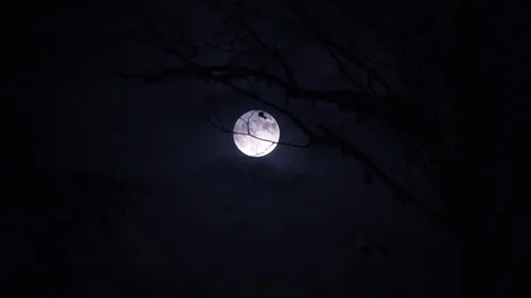 Full Blue Moon Rising Behind Forest Trees Stock Footage 119842668