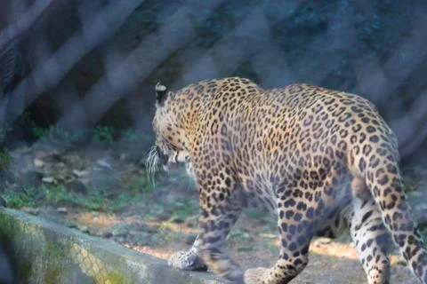 Full blur body leopard Stock Photos