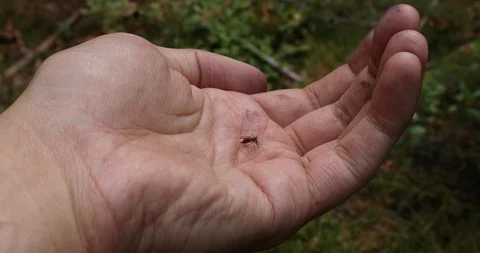 Full-bodied  Mosquito On A Human Hand Sucking Blood From Palm And Flying Away Stock Footage 115093350