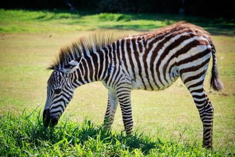 Full body and shown beautiful stripe of young zebra eating green grass in ope Foto stock