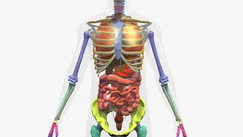 FULL BODY ANIMATION FRONT TORSO  Vídeos de archivo 72534221