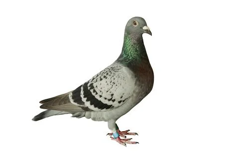 Full body of checker feather pattern of homing pigeon standing against clea.. Stock Photos