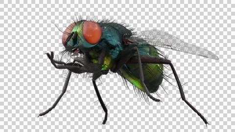 Full body fly pose. Stock Photos