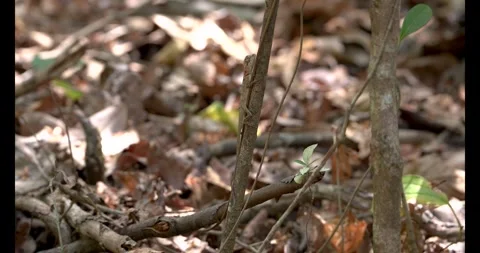 Full Body Garden Lizard Still on Tree Trunk Camouflage Wildlife India Stock Footage 332760079