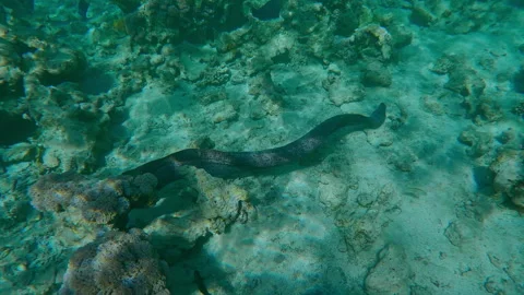 Full body of Giant moray eel moving between corals over seabed on inner reef Video stock 331108074