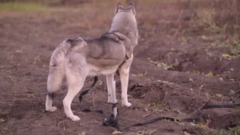 Full-body husky stands with back to camera 库存影片 312991133