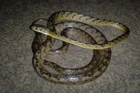 Full body image of Beddome's cat snake Stock Photos