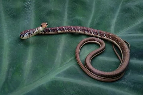 Full body image of Bronzeback tree snake Stock Photos
