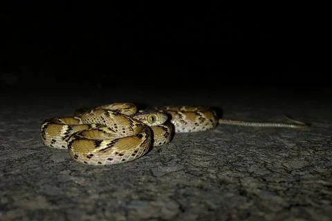 Full body image of Common cat snake Stock Photos
