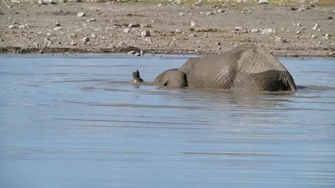 Full-body immersion; trunk pops up like a periscope — Contin..  part 7 Video stock 319960634