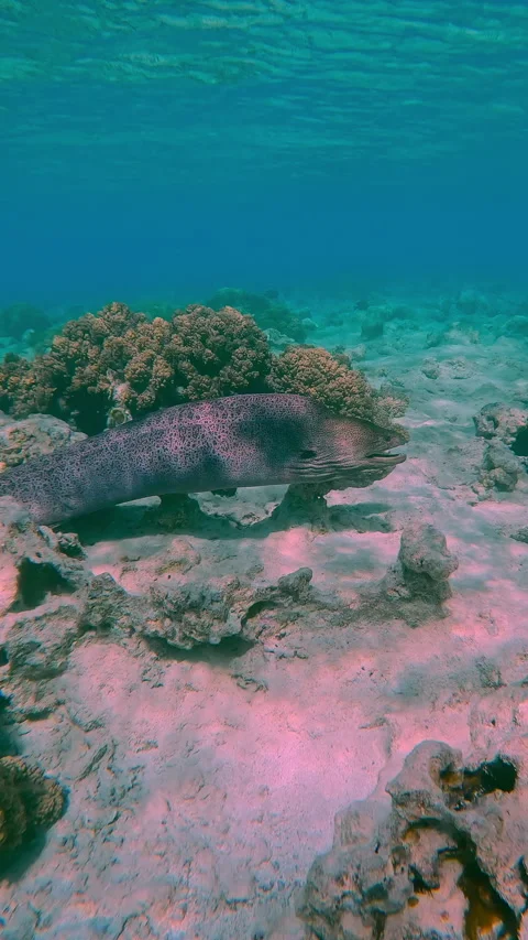 At full body length view Moray Eel swims between corals of flat-top on shallow Stock Footage 345681838