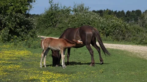 Full Body Mare and Foal Feeding in the New Forest, England Vídeo Stock 340320652