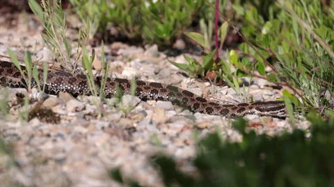 Full body motion of Eastern Massasaga rattlesnake pit viper moving across Stock Footage 346019489