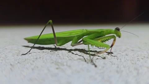 Full body praying mantis resting on wall at night 動画素材 342579146