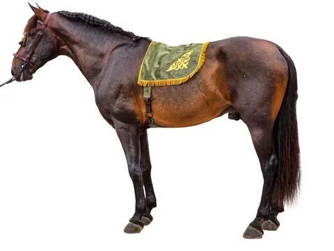 Full body side profile of a brown horse with a braided mane and a green vel.. Foto stock