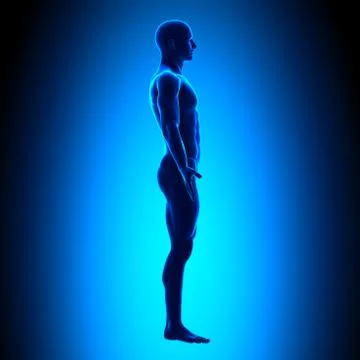 Full Body - Side View - Blue concept Stock-Illustration