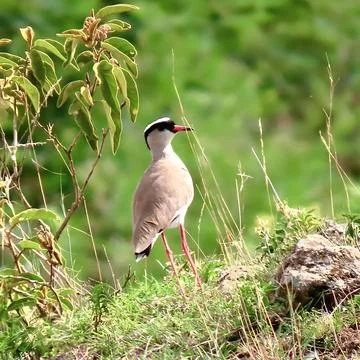 Full body side view of crowned lapwing bird standing near rock Stock Photos
