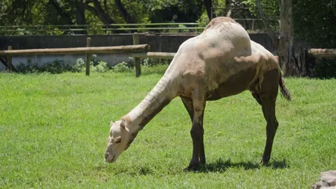 Full body side view, Dromedary Camel grazes bright green grass Video stock 307021001