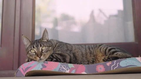 Full body side view of a relaxed tabby cat lying down and getting sleepy on a Stock Footage 345024636