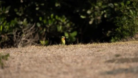 Full body side view of small blue tailed bee eater bird with green and oran.. Stock Photos