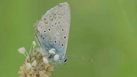 Full Body Silver-studded Blue Butterfly on Plant Stock Footage 80724550